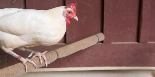 Если у курицы тусклый безучастный взгляд, значит она не очень хорошо себя чувствует.