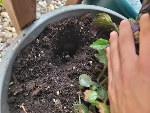 Если же ваш питомец постоянно копает землю в контейнерах, этому есть две причины: любопытство и природный рефлекс.