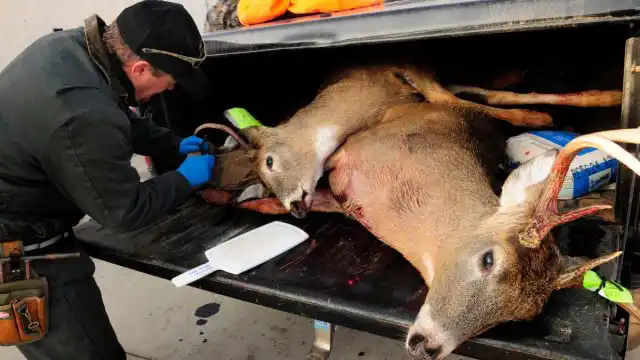 В настоящее время известно лишь два случая заражения этим заболеванием у людей. Ими стали охотники из США, которые употребляли в пищу мясо заражённых животных.