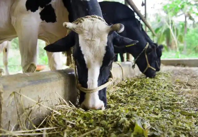 Главное, о чём нужно позаботиться в случной период - это сбалансированность и полноценность рациона.