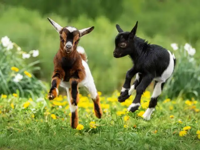 Клещевой энцефалит легко передаётся здоровым козлятам от больных через инвентарь для кормления.