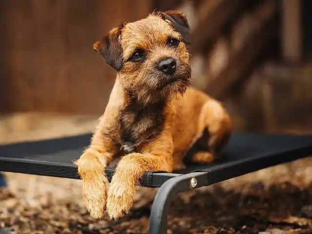 Бордер-терьеры вырастают до 35-40 см, а их вес составляет 5-7 кг. Это бесстрашные и бдительные собаки, готовые защитить свой дом и хозяина в случае опасности.