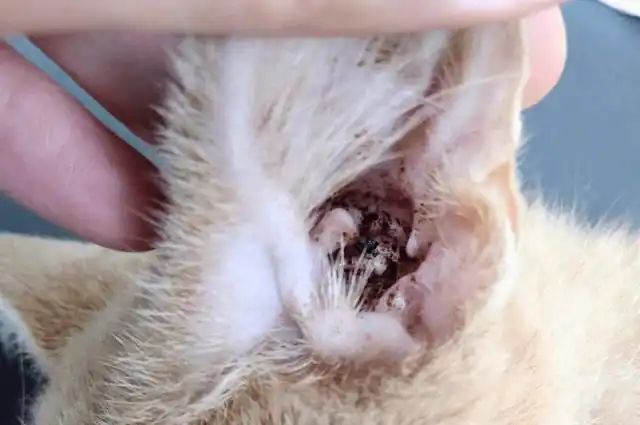 Во время прогулки на питомца могут забраться клещи, блохи, вши и другие внешние паразиты.