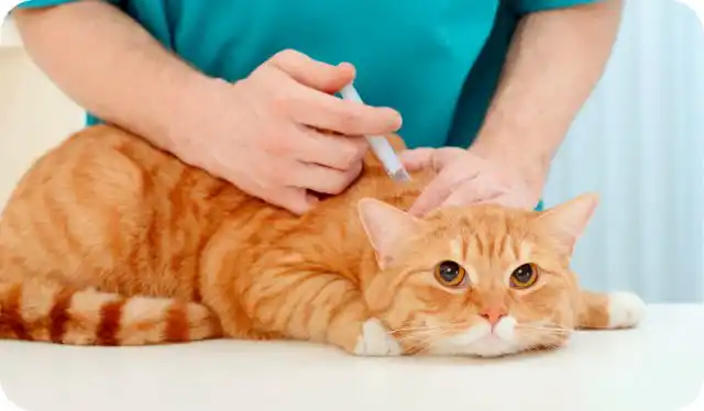 Все питомцы, гуляющие на улице, должны быть вакцинированы от самых опасных болезней.