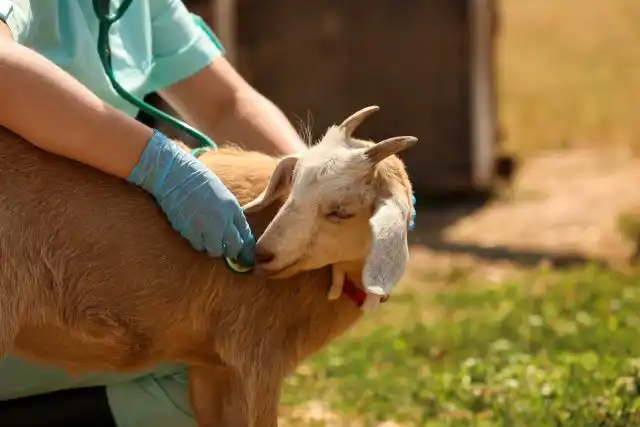 Самостоятельное лечение мастита может быть безрезультатным или приводить к ухудшению состояния козы и её гибели.