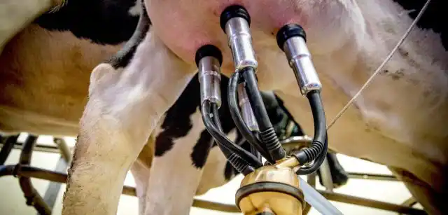 На фермах, где используется доильная карусель или роботизированное доение, с гигиеной вымени обычно всё хорошо.
