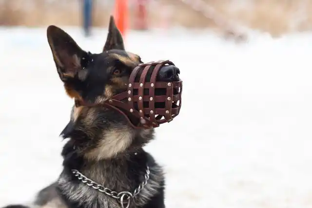 Кожаные намордники бывают разного строения, но основное отличие - нос собаки ничего не закрывает, а также есть дополнительный налобный ремешок.