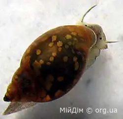 Равлик