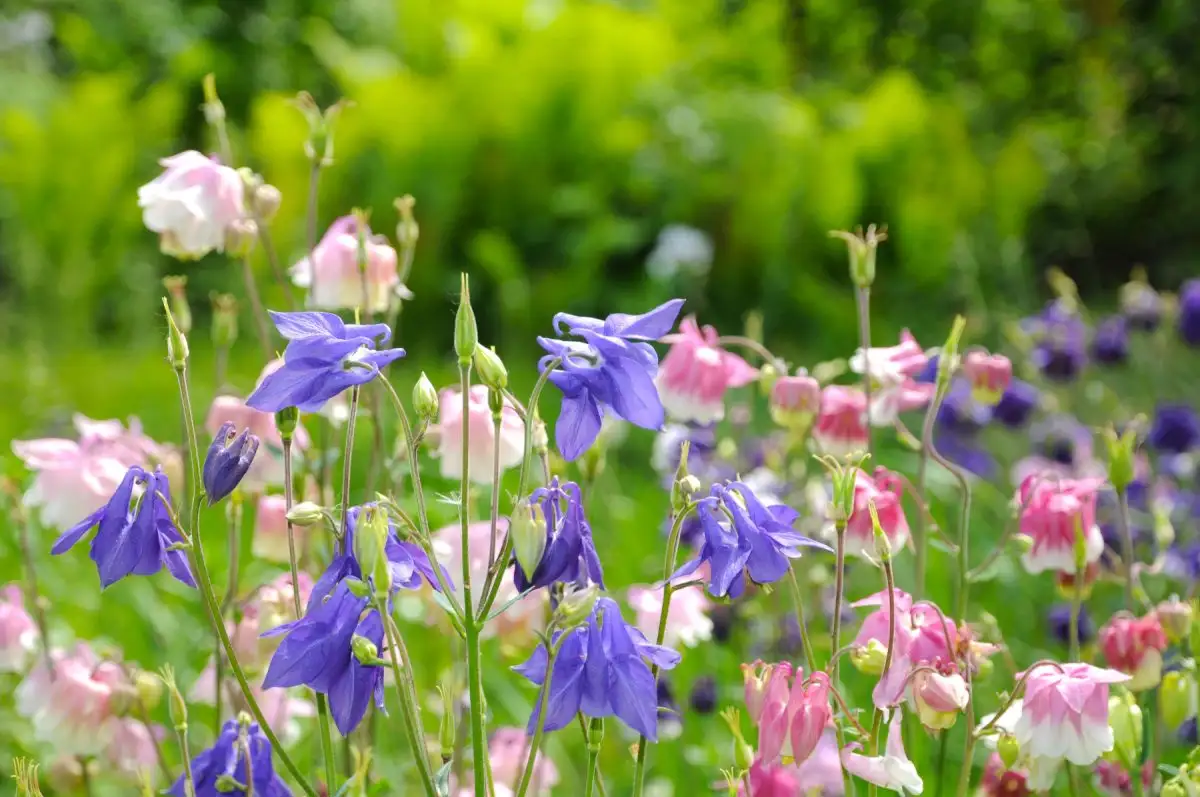 Аквілегія, або водозбір, красивий і невибагливий багаторічник.
