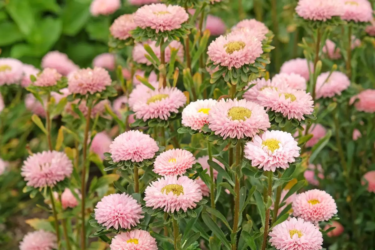 Айстри сіють на самому початку квітня, тому що від сходів до цвітіння вони проходять 3-4 місяці залежно від сорту