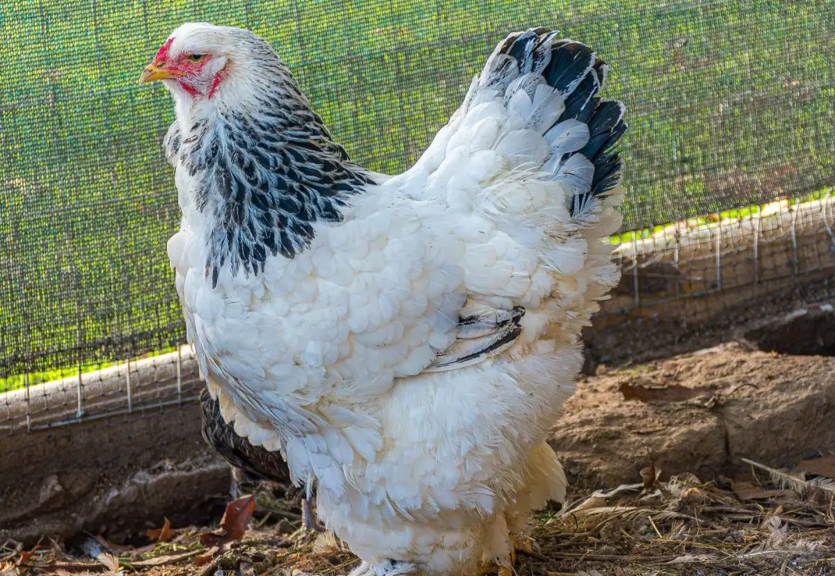 квочка породи Брама