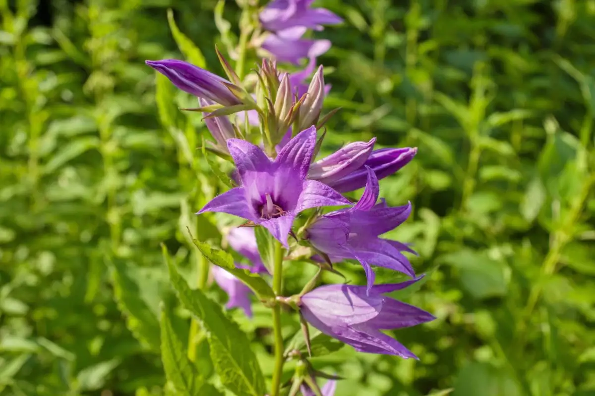 Дзвіночки багаторічні (карпатський, персиколистний) теж можна посіяти у квітні.