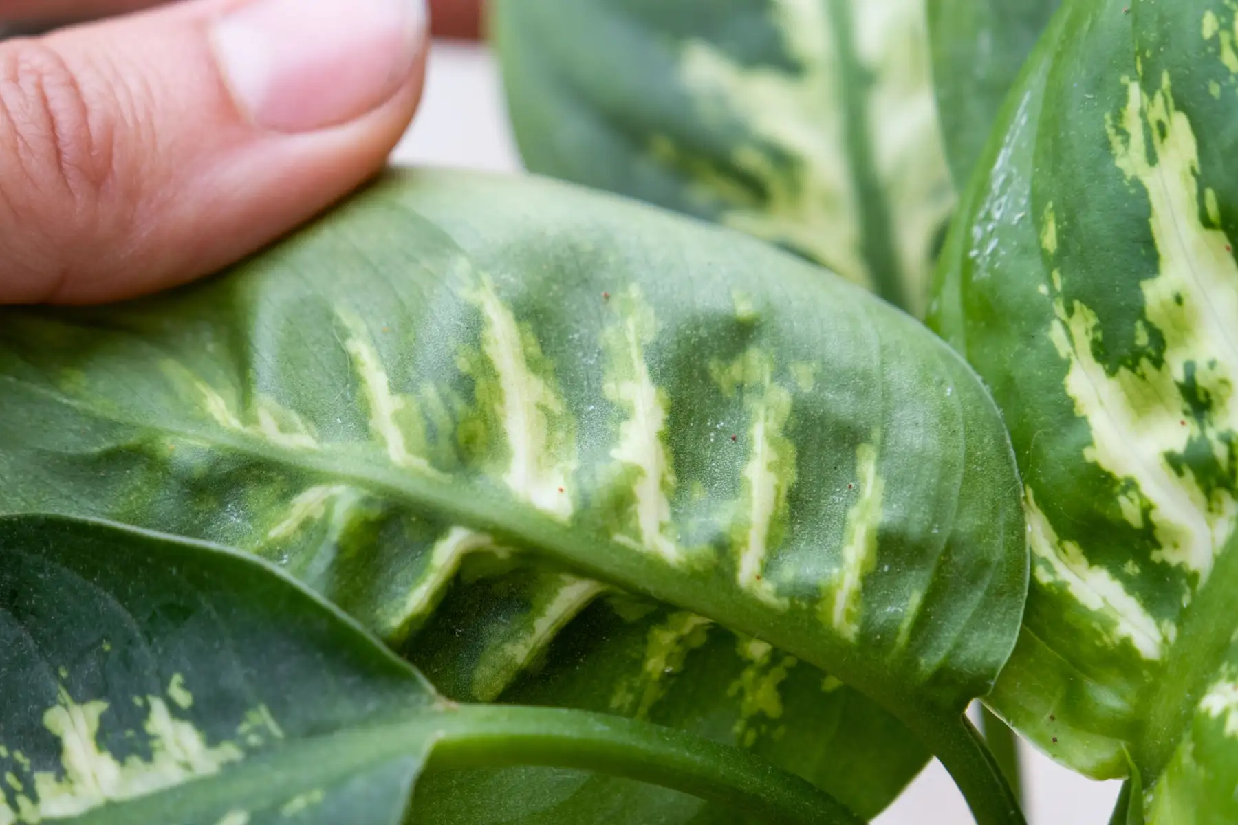 Павутинний кліщ спочатку видає себе не павутинкою, а світлими точками та тьмяним мармуровим малюнком на листі.