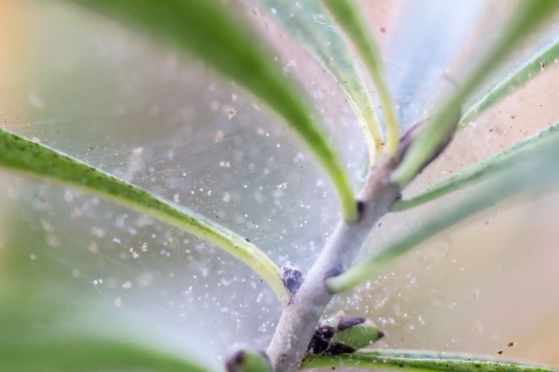 Кліщ на листку