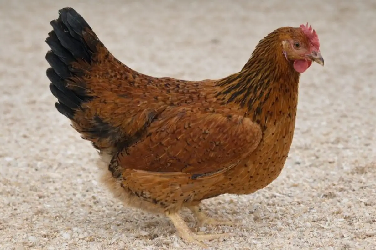 кучинська квочка