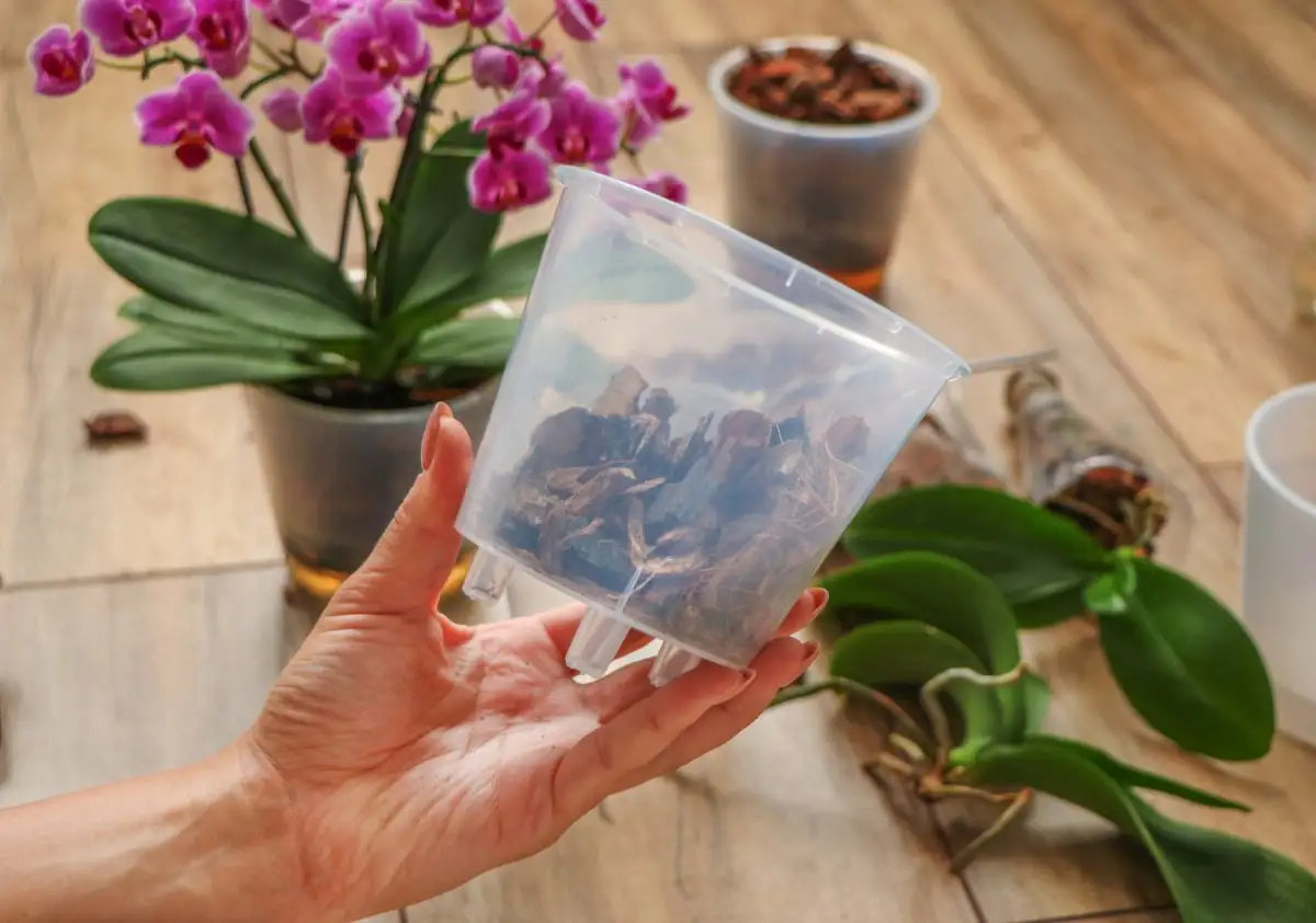 Прозорий горщик — це не примха, а необхідність