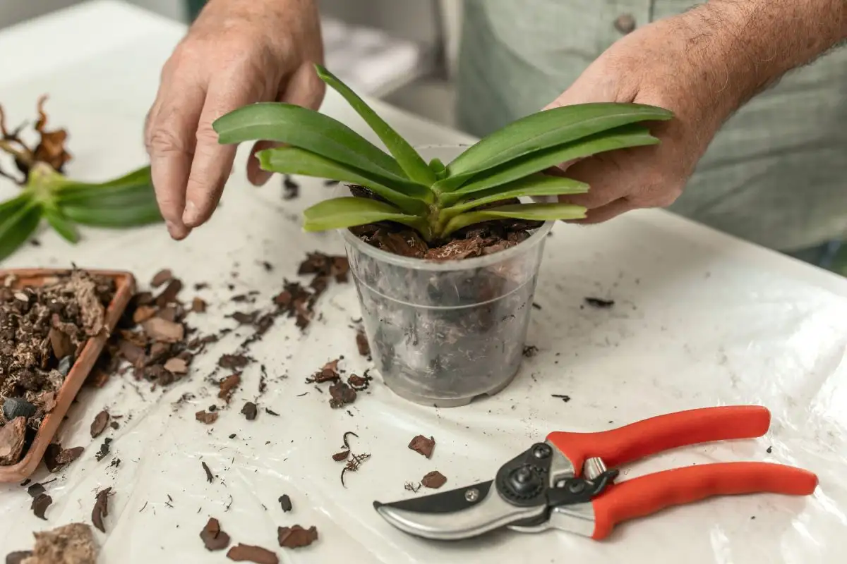 Після закінчення цвітіння не поспішайте обрізати квітконос під корінь