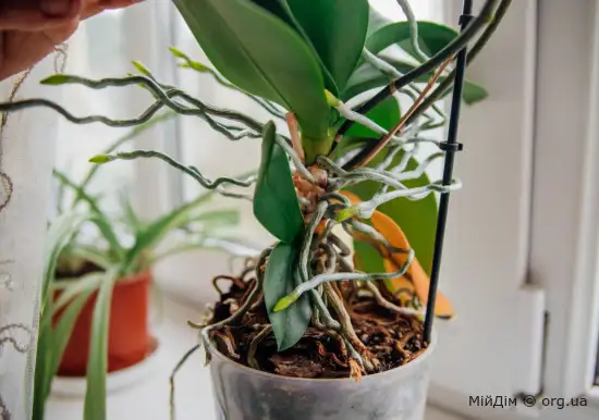 10 фактів про орхідею фаленопсис, які треба знати новачкові