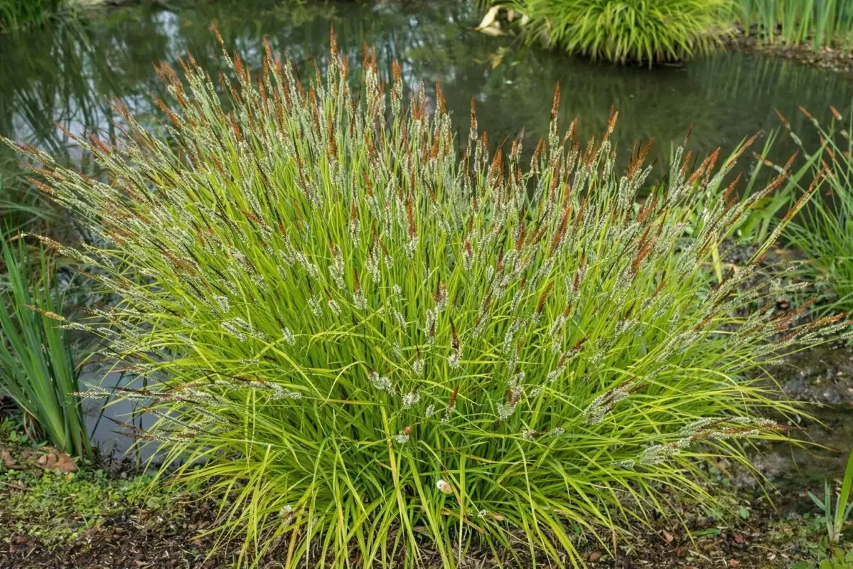 Осока висока (Carex elata)