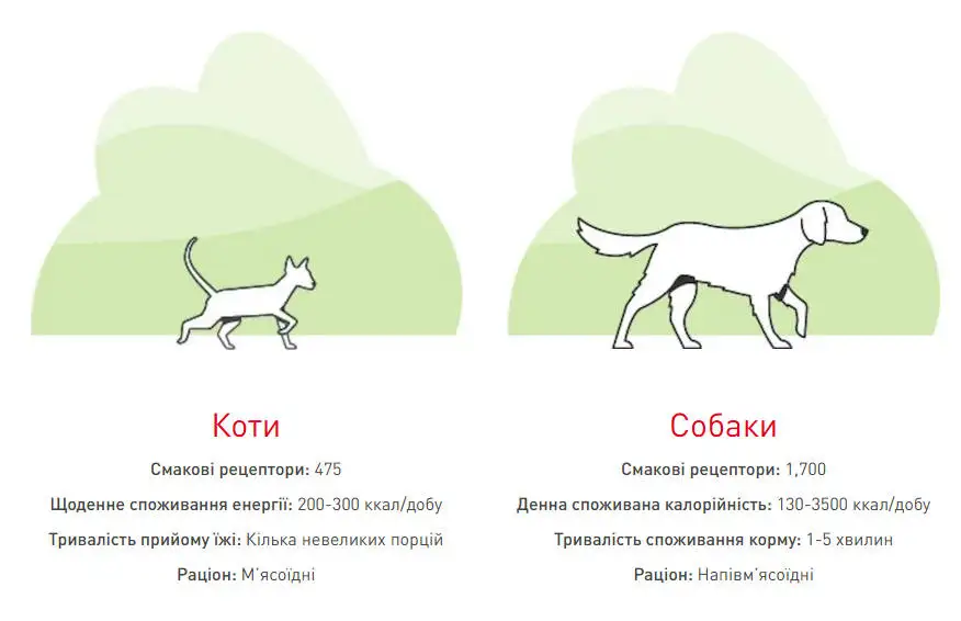 Норма енергії для котів і собак